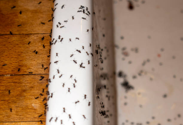 Best Wasp Removal Services  in Erwinville, LA